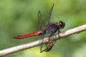 Libellula herculea (Hercules Skimmer) male.jpg